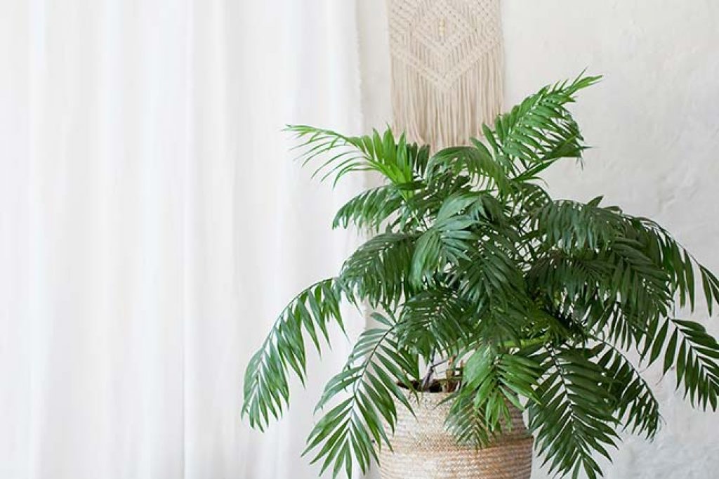 Indoor palm tree care - grow your palm - Retos