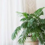 Indoor palm tree care - grow your palm - Retos