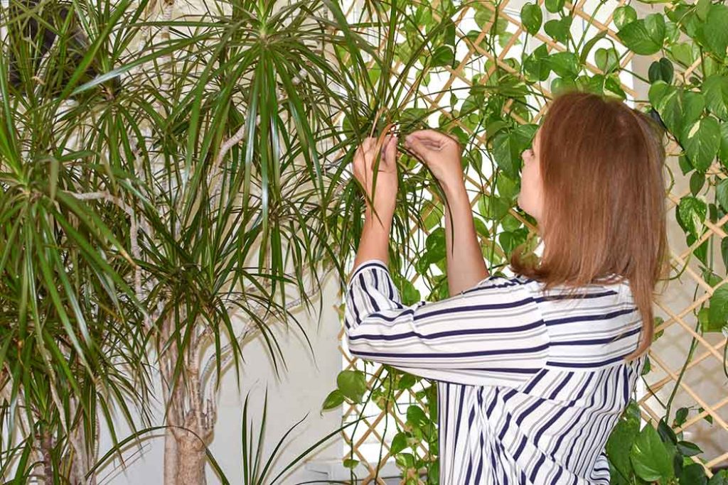 Indoor palm plant identification - recognize indoor palms - Friendly Home