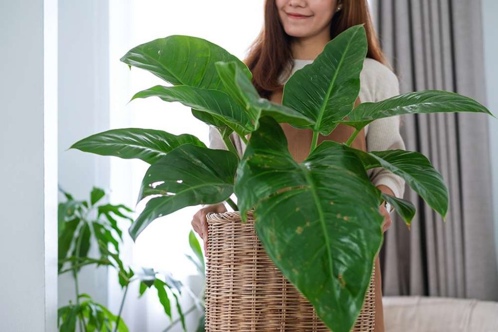 Types of indoor palm plants - Friendly Home