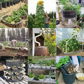 The Self Sufficient Backyard
