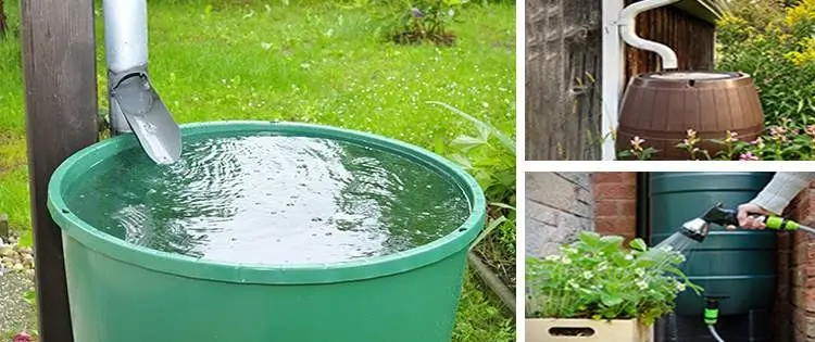 The Self Sufficient Backyard