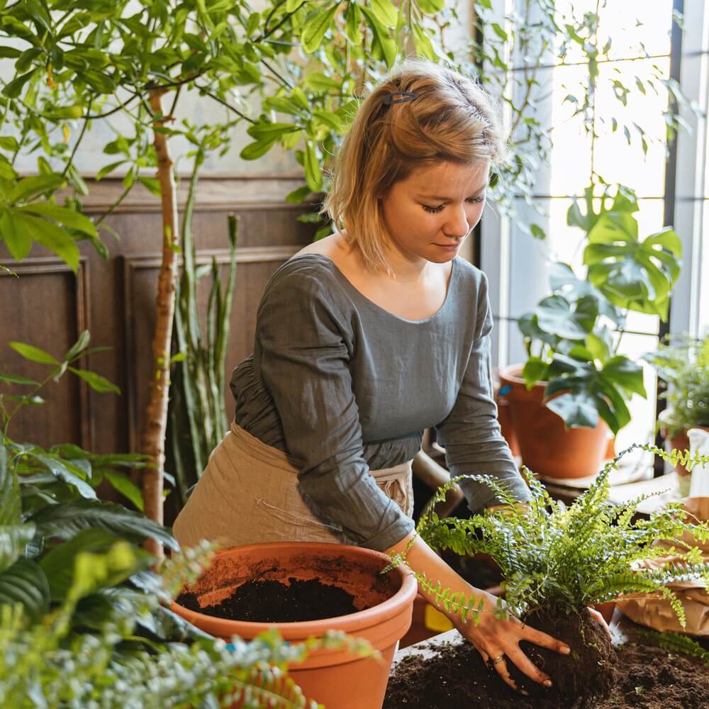 Indoor Plant And Flowers