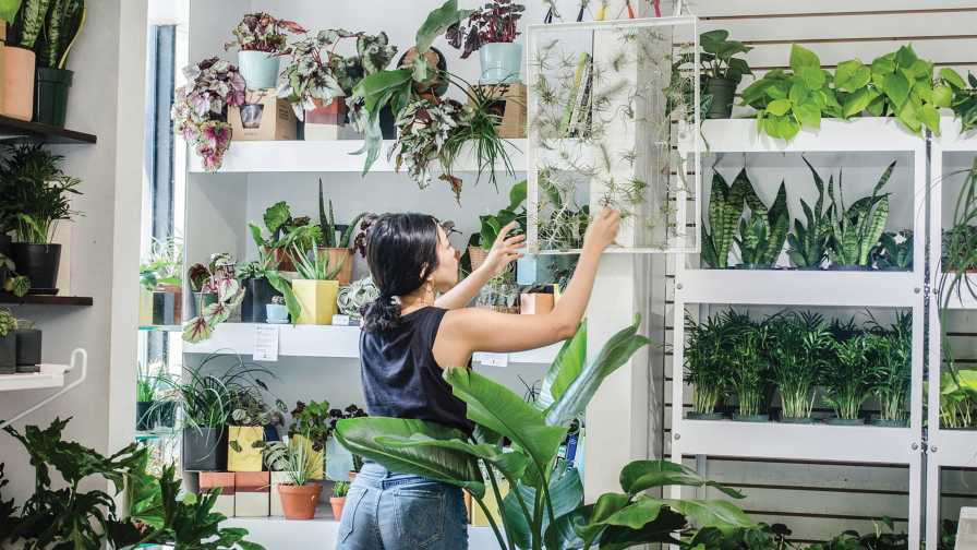Indoor Plant Collection