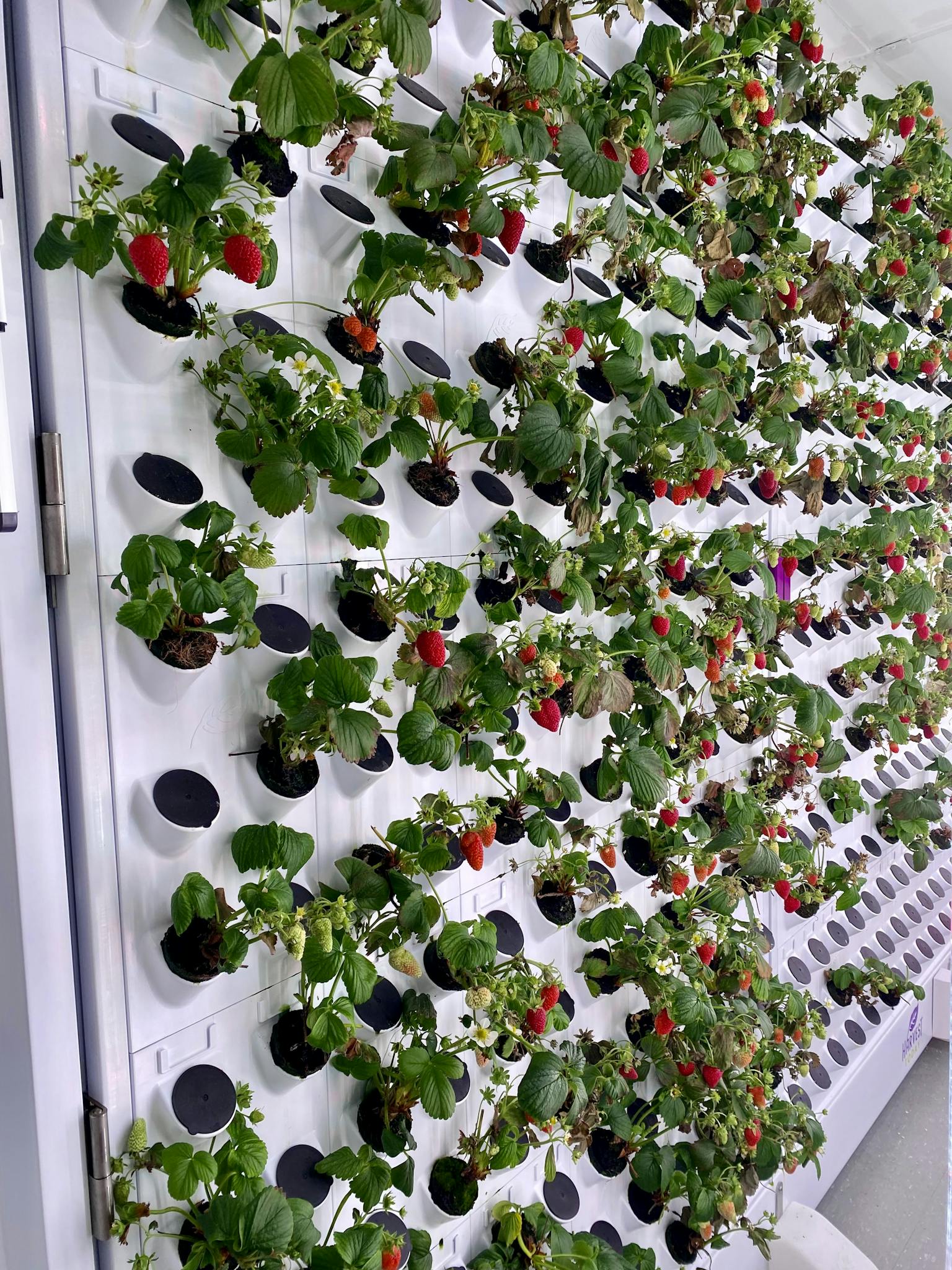 A modern vertical garden growing strawberries using a hydroponic system indoors.