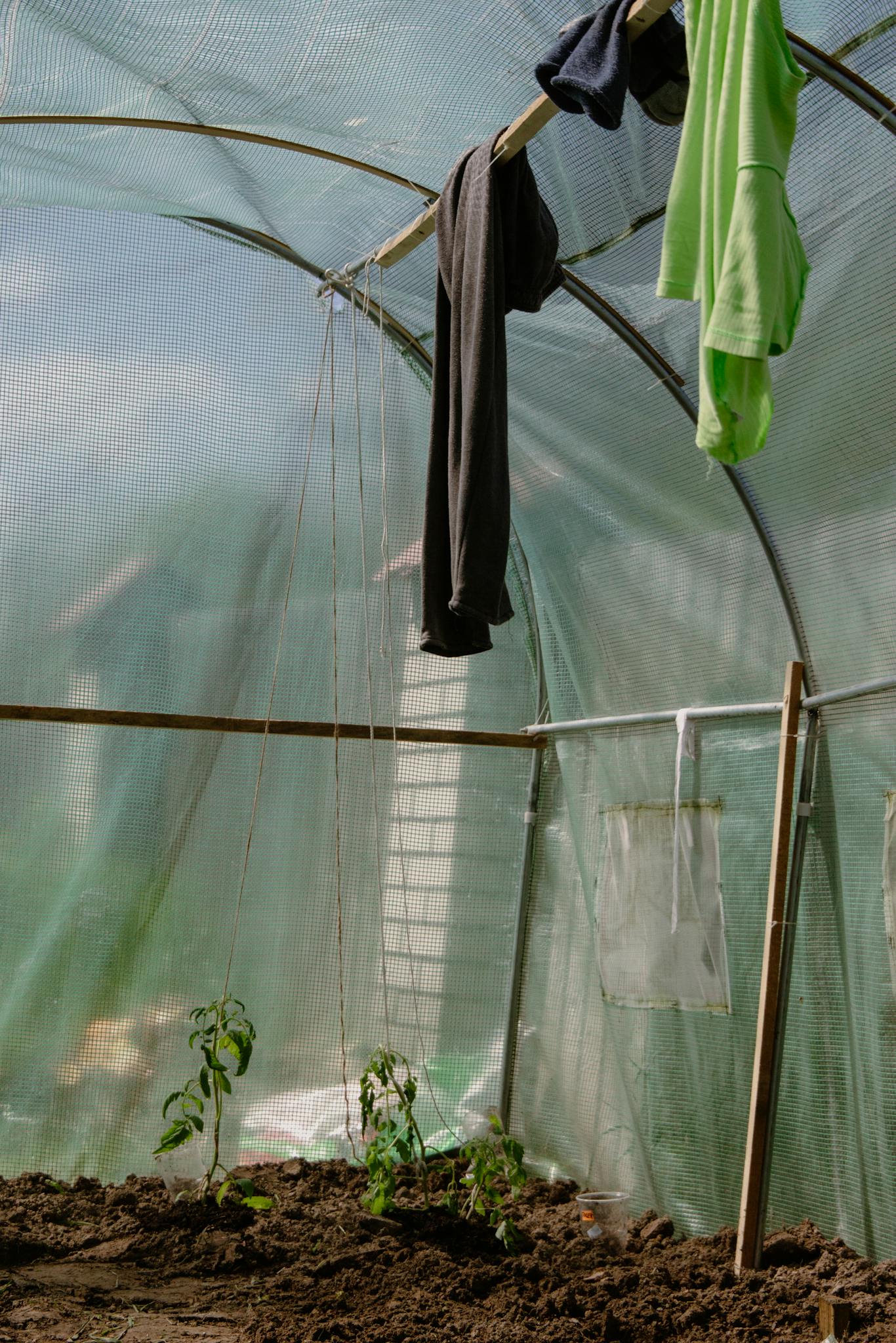 Interior of a rustic greenhouse with plants growing and clothes hanging inside.
