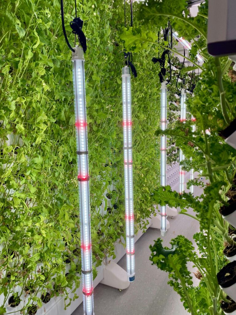Luxuriant green plants in a vertical hydroponic system illuminated by LED lights indoors.
