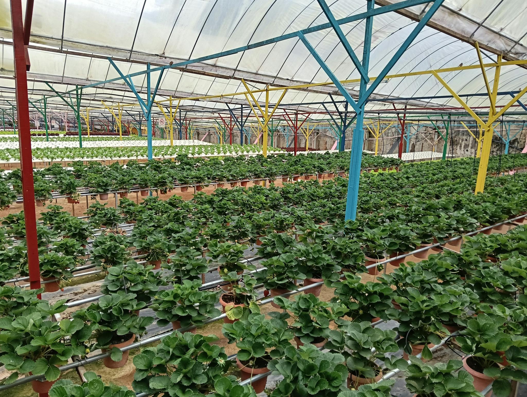 Vibrant rows of strawberry plants thriving in a structured greenhouse setting.