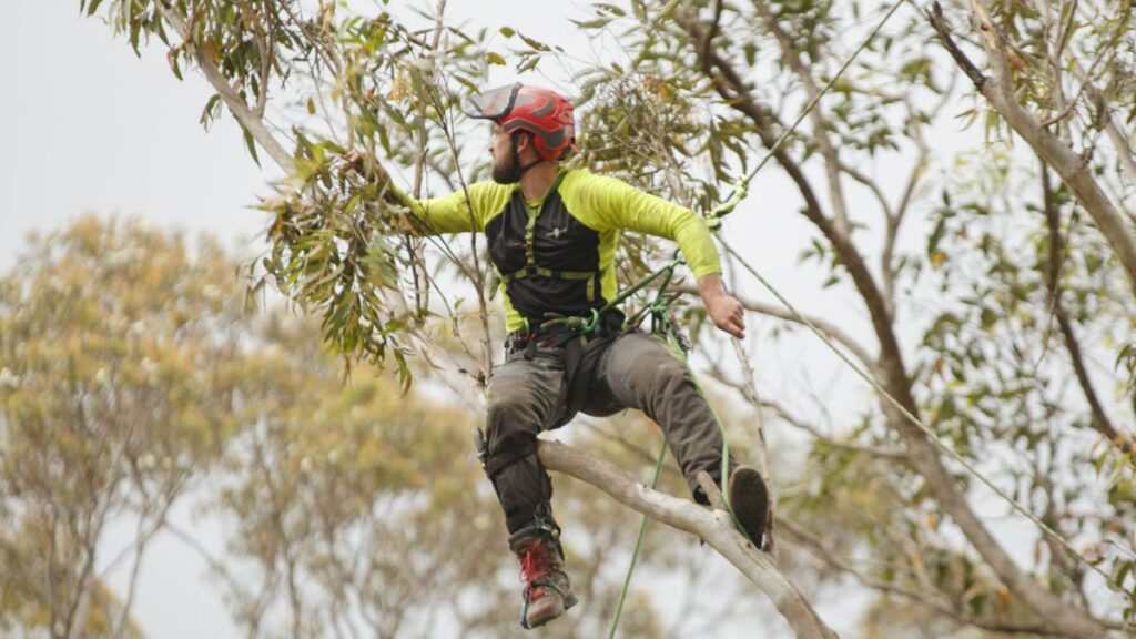 Arborist Sydney