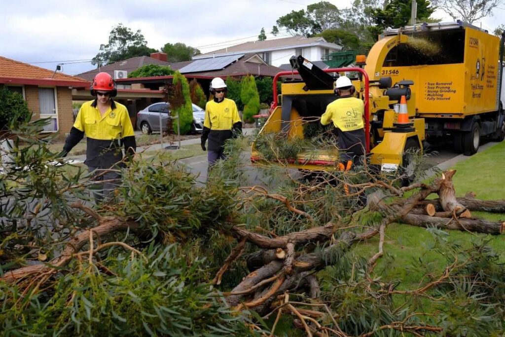 tree lopping near me