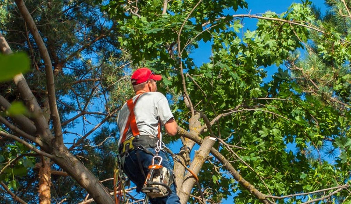 Tree Lopping