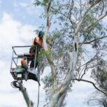 Tree Lopping Near Me: How To Compare Quotes And Services