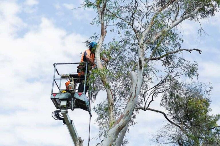 tree lopping near me