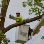 Tree Lopping Near Me: How To Compare Quotes And Services