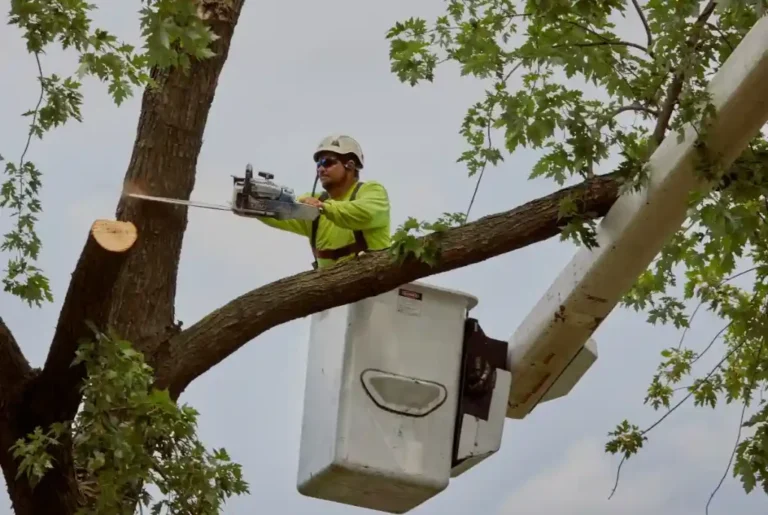 Tree Lopping