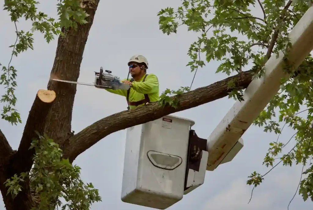 Tree Lopping