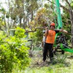 Arborist Sydney: How They Assess Tree Health And Risk