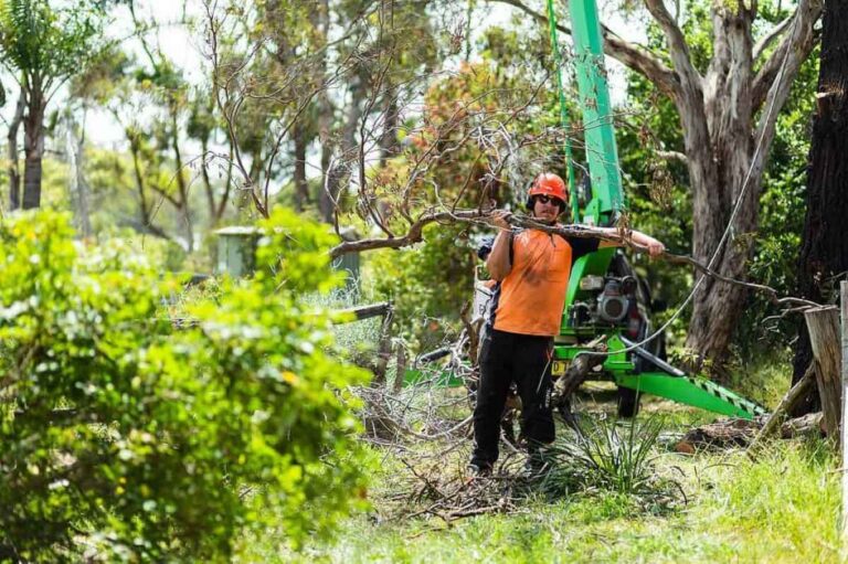 Arborist Sydney